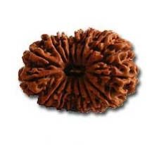 16 Mukhi Rudraksha