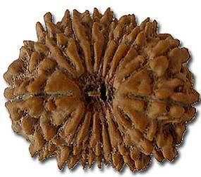 17 Mukhi Rudraksha