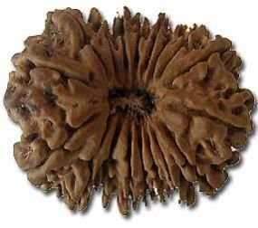 18 Mukhi Rudraksha