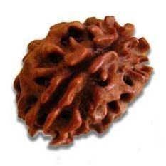2 Mukhi Rudraksha