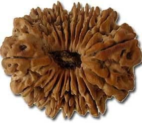 21 Mukhi Rudraksha