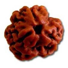 3 Mukhi Rudraksha