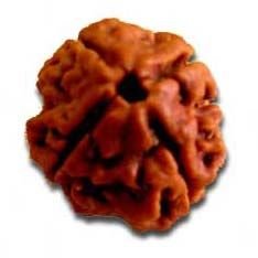 4 Mukhi Rudraksha