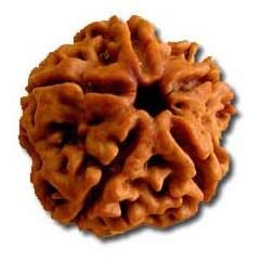 5 Mukhi Rudraksha