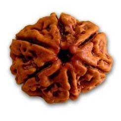 6 Mukhi Rudraksha