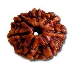 7 Mukhi Rudraksha