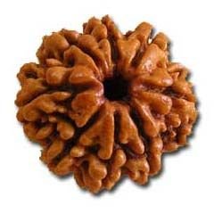 8 Mukhi Rudraksha