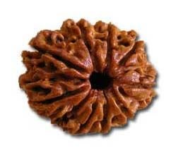 9 Mukhi Rudraksha