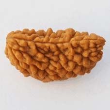 1 Mukhi Rudraksha