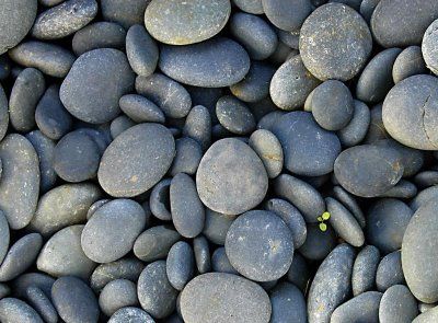 Flat Natural Pebble Stones