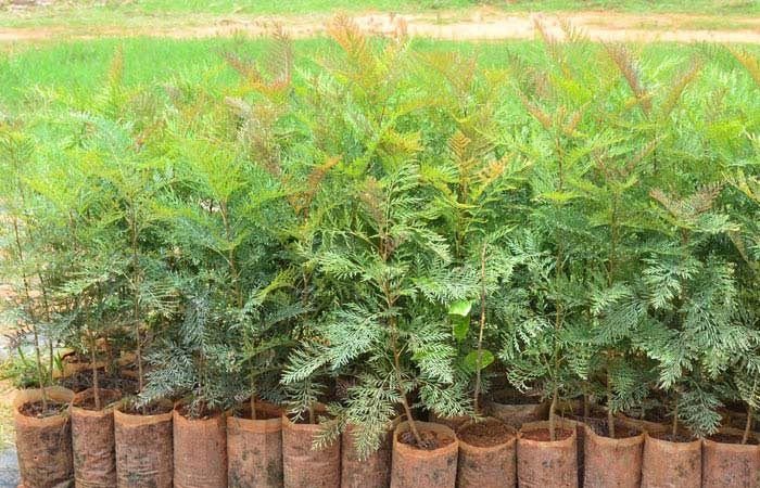 Malabar Neem Seedlings