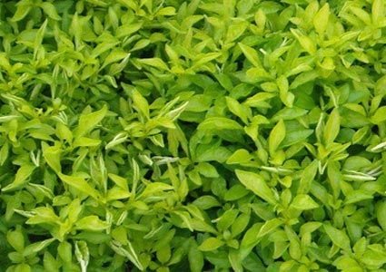 Alternanthera Green