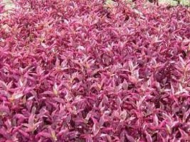 Alternanthera  Red