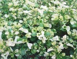 Alternanthera Variegated