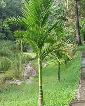 Areca Catechu