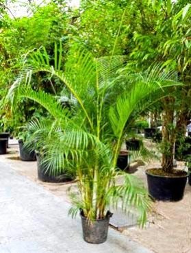 Areca Lutescens