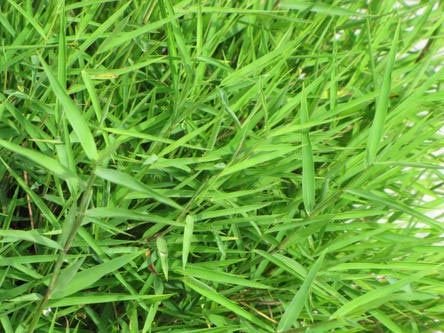 Bamboo Grass