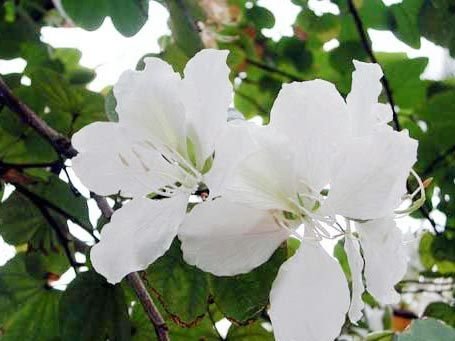 Bauhinia Alba