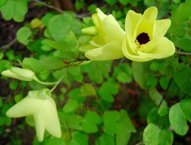 Bauhinia Tomentosa
