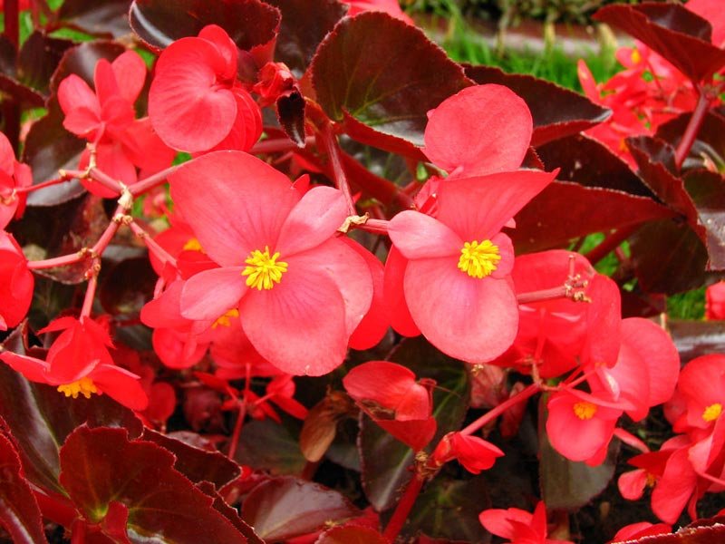 Begonia Spp