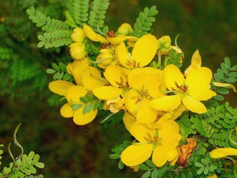 Cassia Biflora