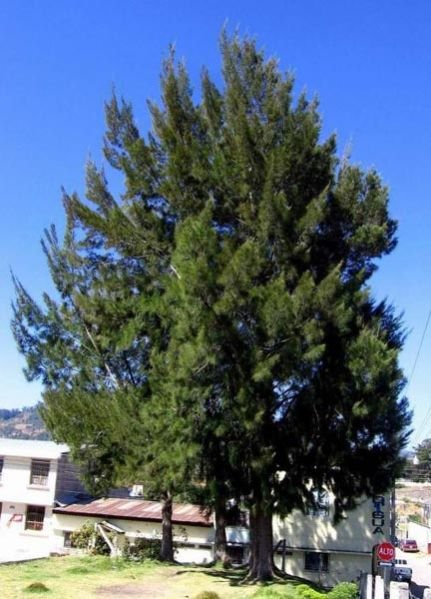 Casuarina Equisetifolia