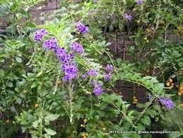 Duranta Macrophilia