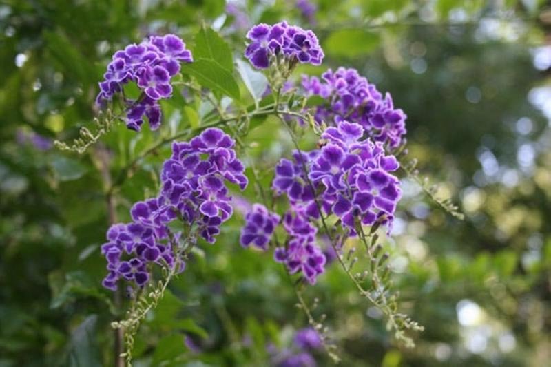 Duranta Repens