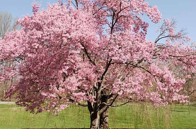Flowering Tree
