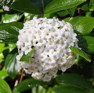 Fragrant Flowering Shrub