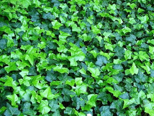 Ground Cover Plant 02