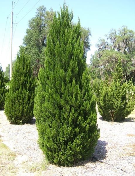 Juniperus Chinensia