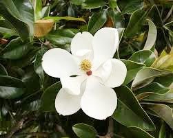 Magnolia Grandiflora