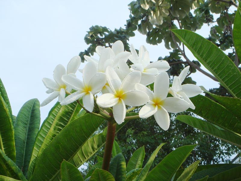 Plumeria Acutifolia