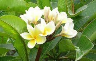 Plumeria Alba