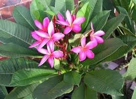 Plumeria Rubra