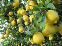 Lemon Plants