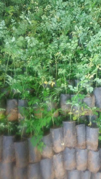 Melia Dubia Plant 01