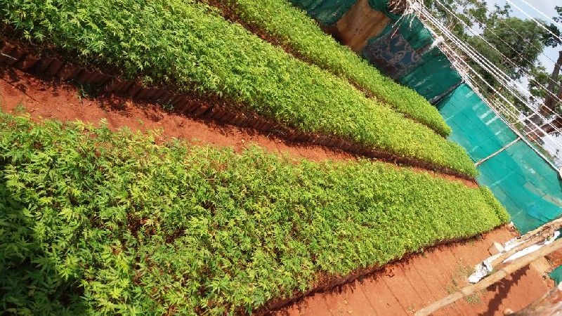 Melia Dubia Plant 02