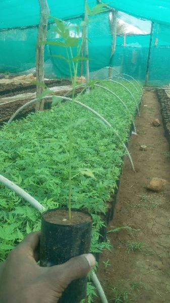 Melia Dubia Plant 03