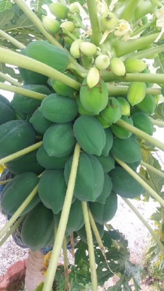 Papaya Plant 01