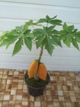 Papaya Plant 02