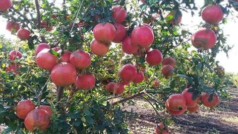 Pomegranate Plant