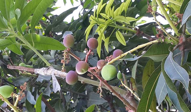 Mango Plant 03