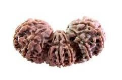 Trijuti Rudraksha 01