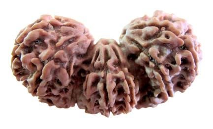 Trijuti Rudraksha 03