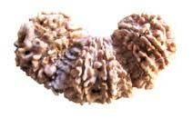 Trijuti Rudraksha 04