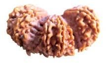 Trijuti Rudraksha 05