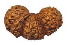 Trijuti Rudraksha 06