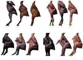 Kadaknath Chicken 02